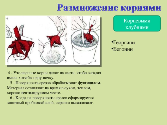 Корневыми клубнями Георгины Бегонии   4 - Утолщенные корни делят на части, чтобы каждая имела хотя бы одну почку.  5 - Поверхность срезов обрабатывают фунгицидом. Материал оставляют на время в сухом, теплом, хорошо вентилируемом месте.  6 - Когда на поверхности срезов сформируется защитный пробковый слой, черенки высаживают.