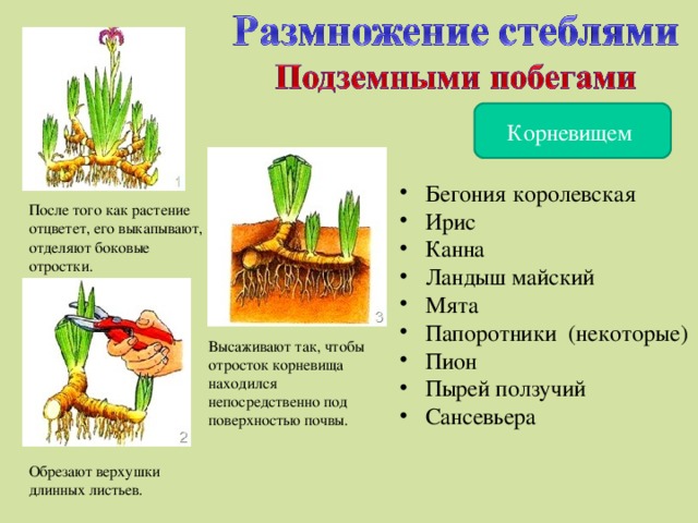 Корневищем  Бегония королевская  Ирис  Канна  Ландыш майский  Мята  Папоротники (некоторые)  Пион  Пырей ползучий  Сансевьера После того как растение отцветет, его выкапывают, отделяют боковые отростки. Высаживают так, чтобы отросток корневища находился непосредственно под поверхностью почвы. Обрезают верхушки длинных листьев.