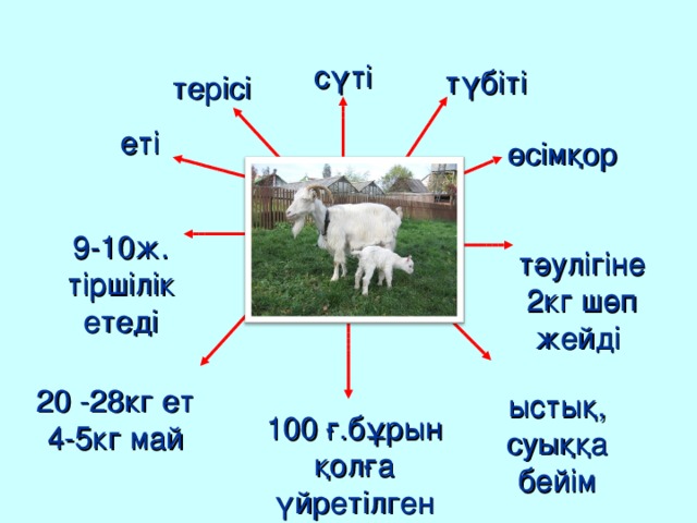 сүті түбіті терісі еті өсімқор 9-10ж. тіршілік етеді тәулігіне  2 кг шөп жейді 20 -28 кг ет  4-5кг май ыстық,  суыққа  бейім 100 ғ.бұрын қолға үйретілген