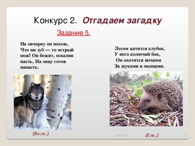 Конкурс 2. Отгадаем загадку Задание 5. На  овчарку  он  похож , Что  ни  зуб — то  острый  нож ! Он  бежит , оскалив  пасть , На  овцу  готов  напасть .  Лесом  катится  клубок , У  него  колючий  бок ,  Он  охотится  ночами За  жуками  и  мышами .  ( Волк .) 26.10.16  ( Еж .)