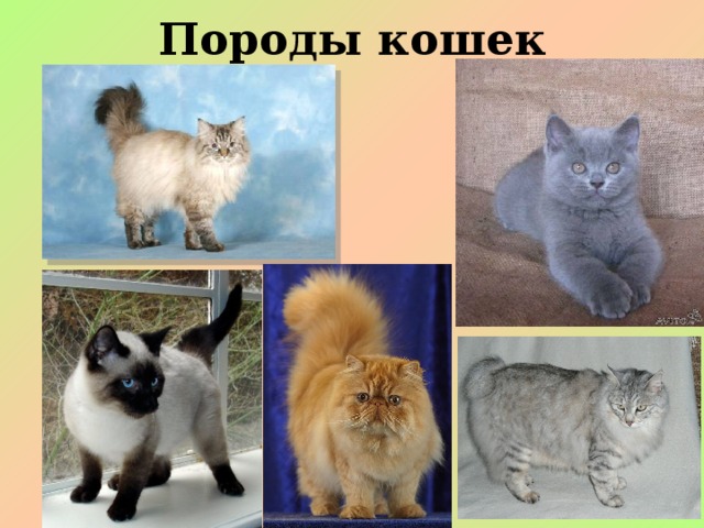 Породы кошек