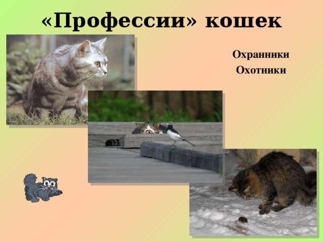 «Профессии» кошек Охранники Охотники