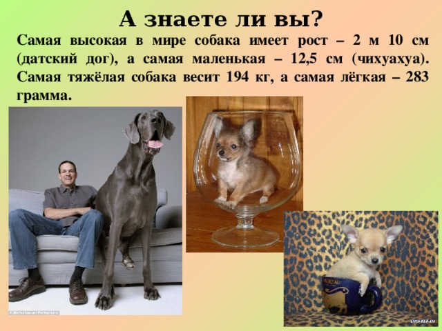 А знаете ли вы? Самая высокая в мире собака имеет рост – 2 м 10 см (датский дог), а самая маленькая – 12,5 см (чихуахуа). Самая тяжёлая собака весит 194 кг, а самая лёгкая – 283 грамма.