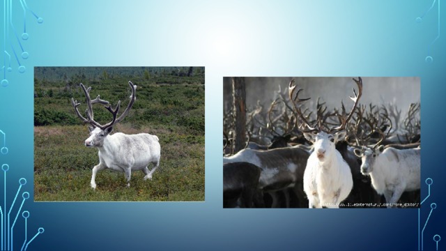 Белый олень - «символ света». По древнему преданию, белый олень считался священным животным, приносящим счастье.