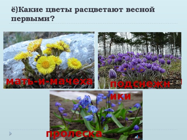 ё)Какие цветы расцветают весной первыми? мать-и-мачеха подснежники подснежники пролеска