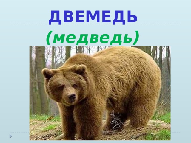 ДВЕМЕДЬ  (медведь)