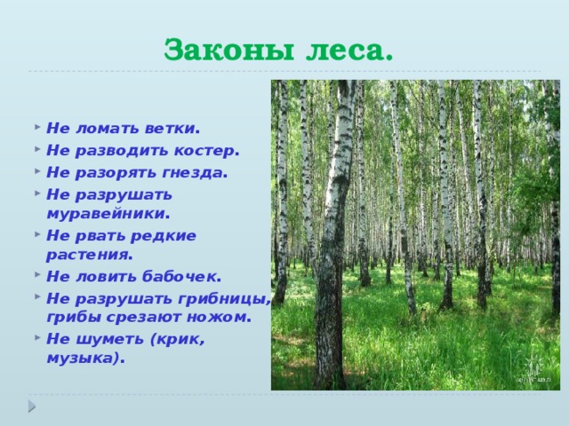 Законы леса.   Не ломать ветки. Не разводить костер. Не разорять гнезда. Не разрушать муравейники. Не рвать редкие растения. Не ловить бабочек. Не разрушать грибницы, грибы срезают ножом. Не шуметь (крик, музыка).