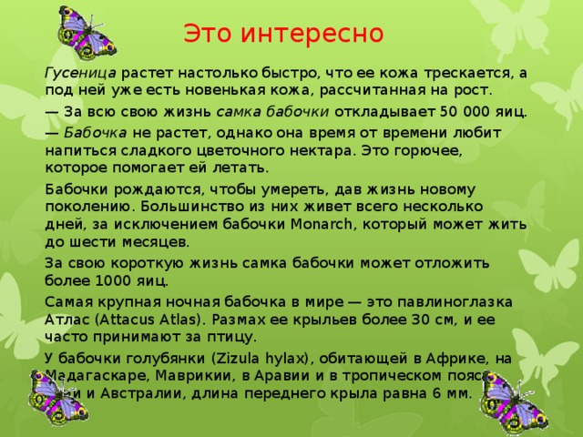 Это интересно   Гусеница растет настолько быстро, что ее кожа трескается, а под ней уже есть новенькая кожа, рассчитанная на рост. — За всю свою жизнь самка бабочки откладывает 50 000 яиц. — Бабочка не растет, однако она время от времени любит напиться сладкого цветочного нектара. Это горючее, которое помогает ей летать. Бабочки рождаются, чтобы умереть, дав жизнь новому поколению. Большинство из них живет всего несколько дней, за исключением бабочки Monarch, который может жить до шести месяцев. За свою короткую жизнь самка бабочки может отложить более 1000 яиц. Самая крупная ночная бабочка в мире — это павлиноглазка Атлас (Attacus Atlas). Размах ее крыльев более 30 см, и ее часто принимают за птицу. У бабочки голубянки (Zizula hylax), обитающей в Африке, на Мадагаскаре, Маврикии, в Аравии и в тропическом поясе Азии и Австралии, длина переднего крыла равна 6 мм.