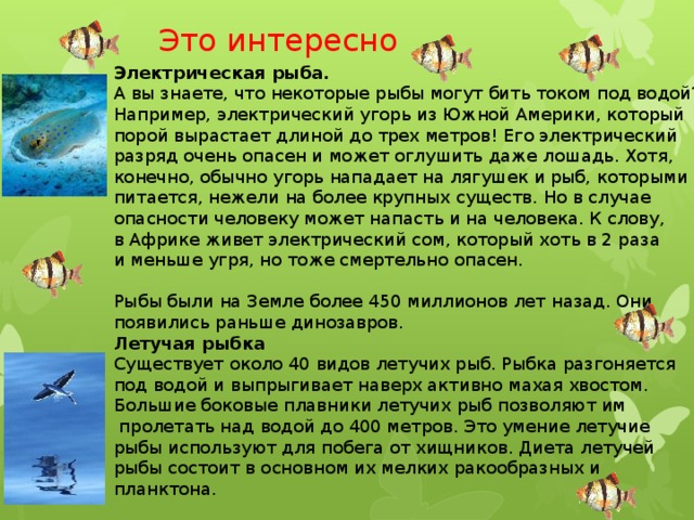 Проект. Предмет: биология Тема: Позвоночные. Классы рыб. Ученицы 8 класса "Б" МО