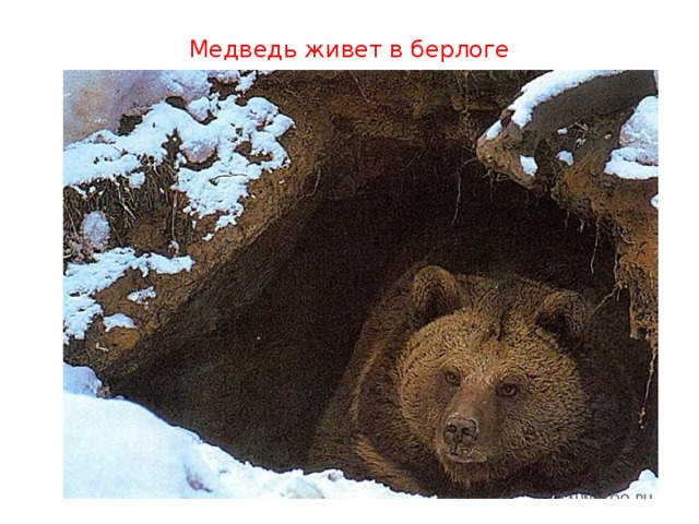 Медведь живет в берлоге