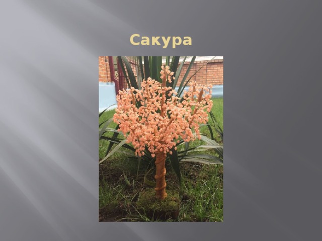 Cакура