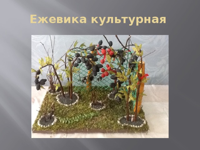 Ежевика культурная