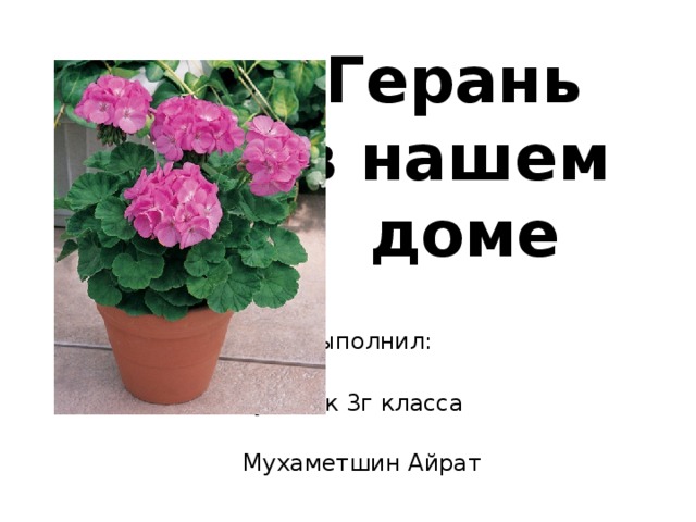 Герань  в нашем  доме  Выполнил:  ученик 3г класса  Мухаметшин Айрат