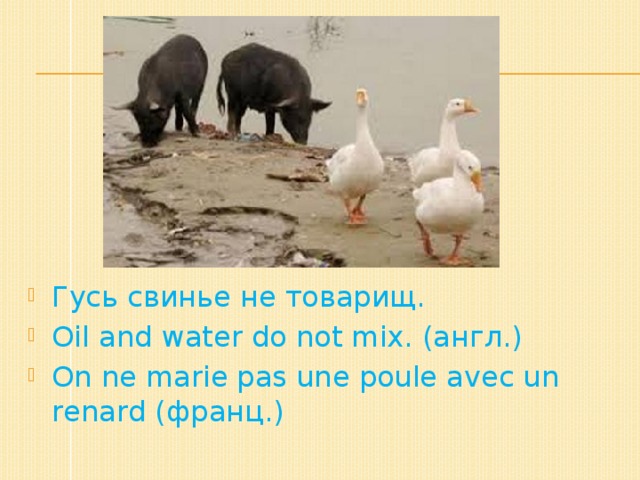 Гусь свинье не товарищ. Oil and water do not mix. (англ.) On ne marie pas une poule avec un renard (франц.)