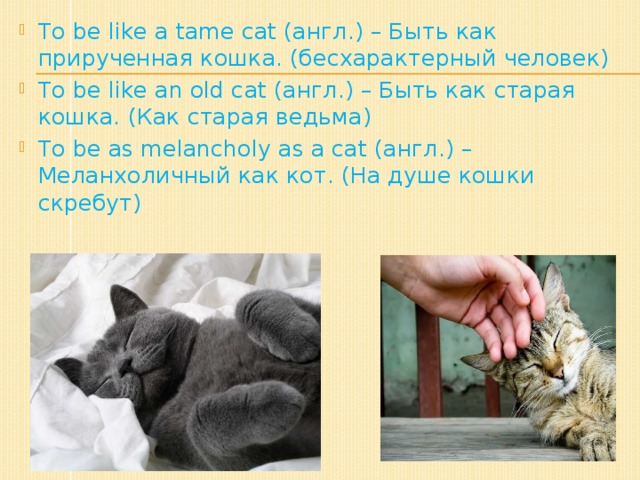 To be like a tame cat (англ.) – Быть как прирученная кошка. (бесхарактерный человек) To be like an old cat (англ.) – Быть как старая кошка. (Как старая ведьма) To be as melancholy as a cat (англ.) – Меланхоличный как кот. (На душе кошки скребут)
