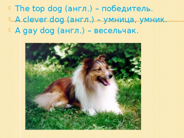 The top dog (англ.) – победитель. A clever dog (англ.) – умница, умник. A gay dog (англ.) – весельчак.