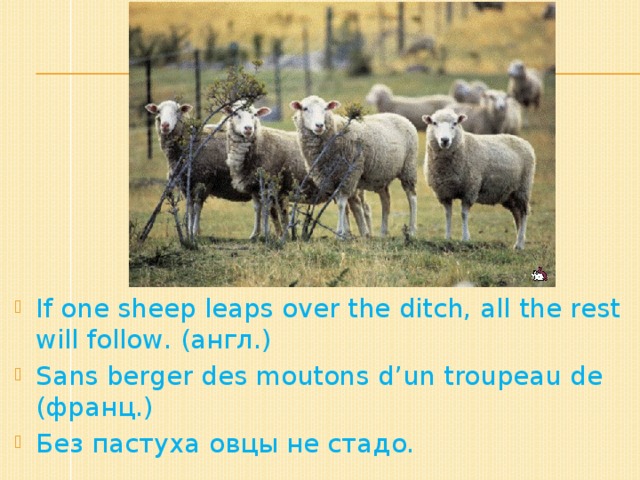 If one sheep leaps over the ditch, all the rest will follow. (англ.) Sans berger des moutons d’un troupeau de (франц.) Без пастуха овцы не стадо.