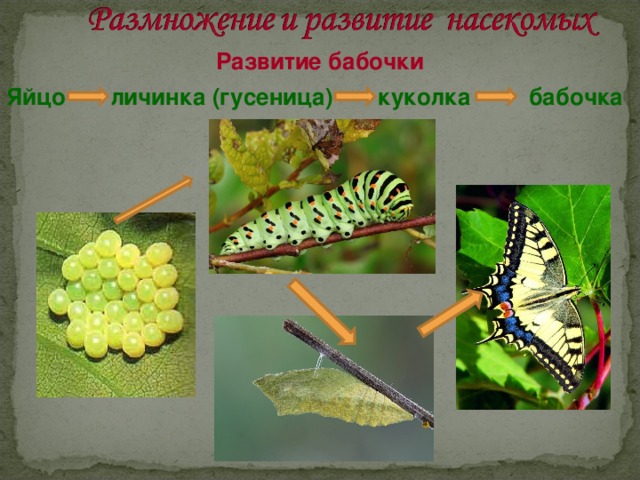 Развитие бабочки Яйцо  личинка (гусеница) куколка бабочка