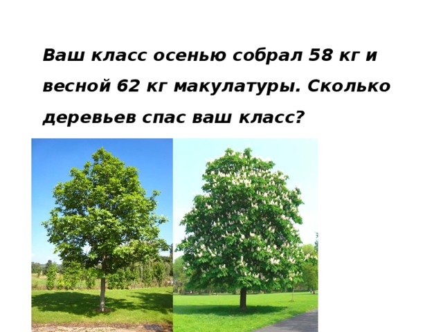 Ваш класс осенью собрал 58 кг и весной 62 кг макулатуры. Сколько деревьев спас ваш класс?