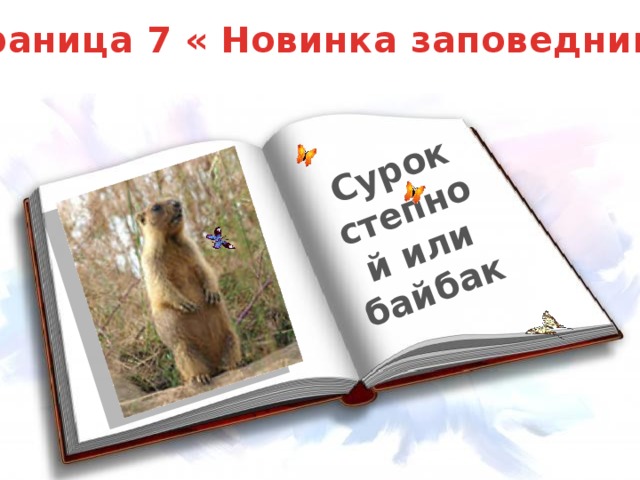 Сурок степной или байбак Страница 7 « Новинка заповедника»