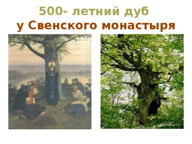 500- летний дуб  у Свенского монастыря