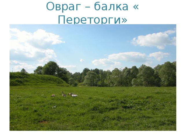 Овраг – балка « Переторги»