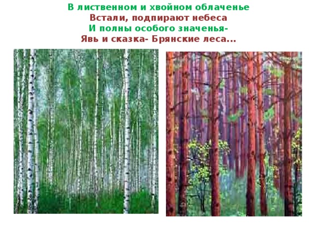 В лиственном и хвойном облаченье  Встали, подпирают небеса  И полны особого значенья-  Явь и сказка- Брянские леса...