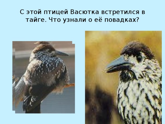 С этой птицей Васютка встретился в тайге. Что узнали о её повадках?