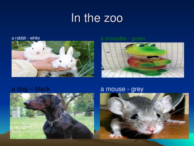 In the zoo a rabbit - white a crocodile - green a dog –  black a mouse - grey
