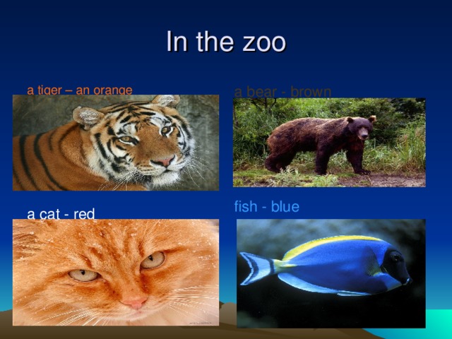 In the zoo a tiger – an orange a bear - brown fish - blue a cat - red