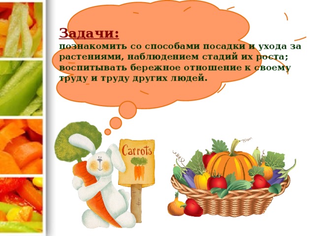 Задачи:   познакомить со способами посадки и ухода за растениями, наблюдением стадий их роста;  воспитывать бережное отношение к своему труду и труду других людей.