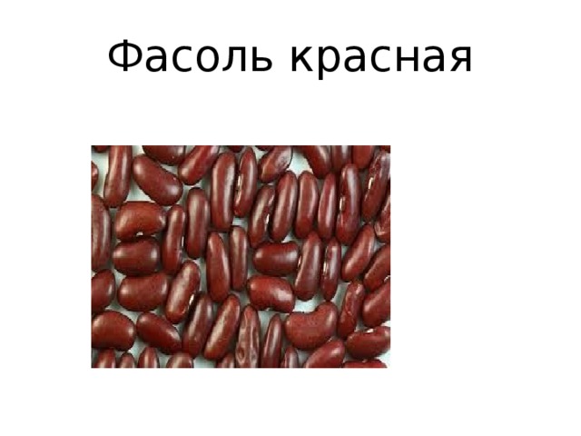 Фасоль красная