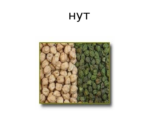 нут