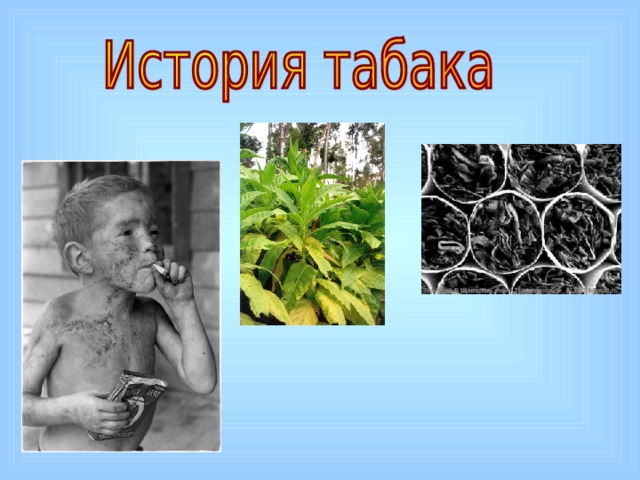 История табака презентация