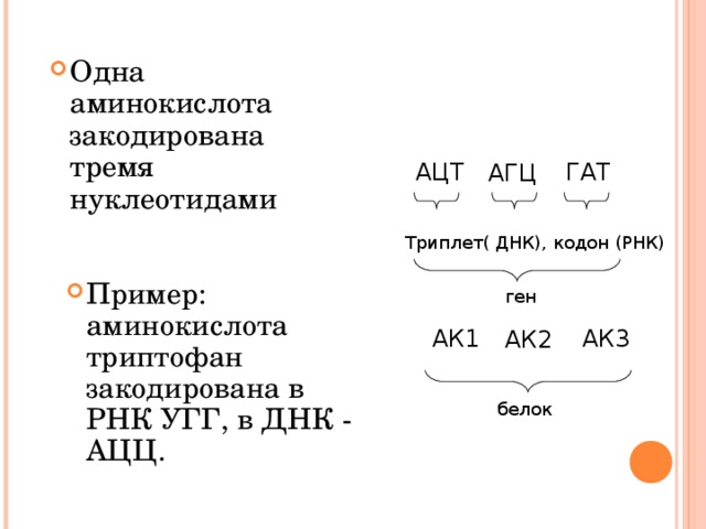 Одна аминокислота закодирована тремя нуклеотидами АЦТ ГАТ АГЦ Триплет( ДНК), кодон (РНК) Пример: аминокислота триптофан закодирована в РНК УГГ, в ДНК - АЦЦ.