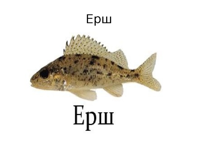 Ерш