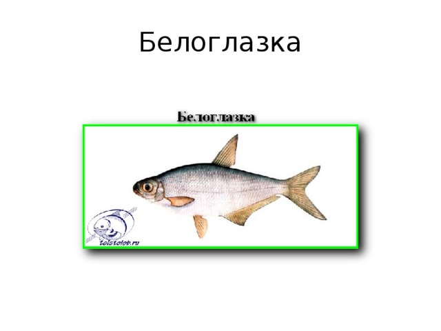 Белоглазка