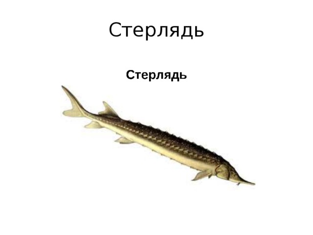 Стерлядь