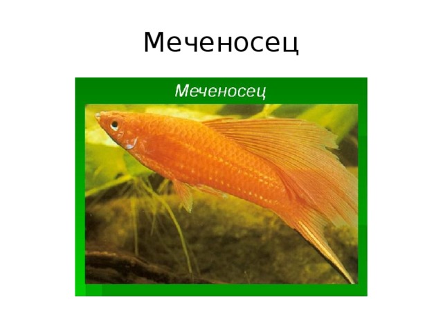 Меченосец