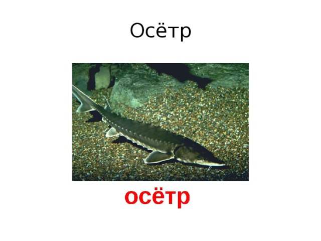 Осётр