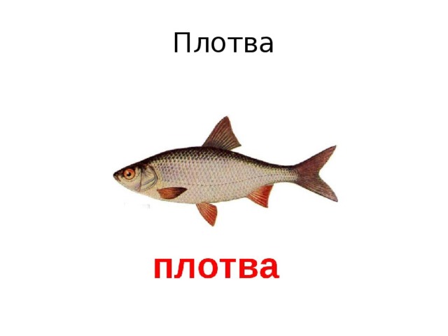 Плотва