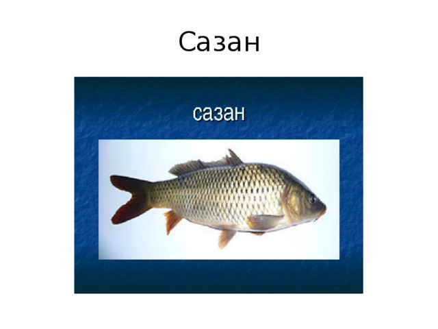 Сазан