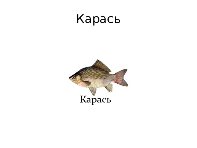 Карась