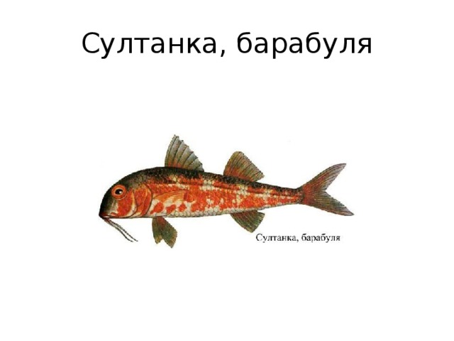 Султанка, барабуля