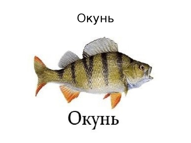 Окунь