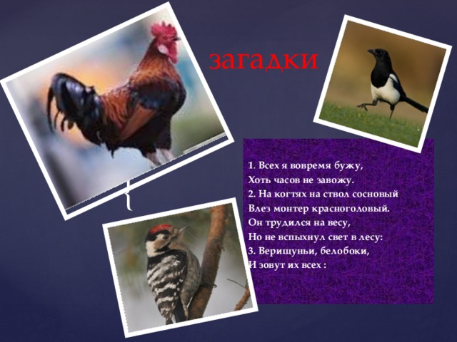 загадки 1 . Всех я вовремя бужу, Хоть часов не завожу. 2. На когтях на ствол сосновый Влез монтер красноголовый. Он трудился на весу, Но не вспыхнул свет в лесу: 3. Верищуньи, белобоки, И зовут их всех :