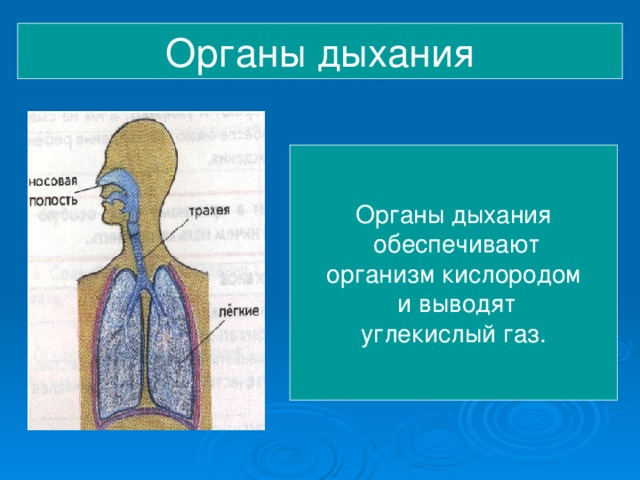 Органы дыхания Органы дыхания  обеспечивают организм кислородом  и выводят углекислый газ.