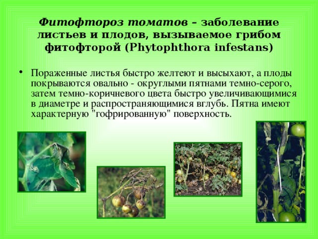 Фитофтороз томатов – заболевание листьев и плодов, вызываемое грибом фитофторой ( Phytophthora infestans)