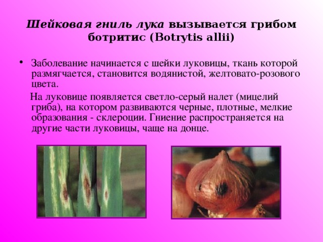 Шейковая гниль лука вызывается грибом ботритис ( Botrytis allii) Заболевание начинается с шейки луковицы, ткань которой размягчается, становится водянистой, желтовато-розового цвета.  На луковице появляется светло-серый налет (мицелий гриба), на котором развиваются черные, плотные, мелкие образования - склероции. Гниение распространяется на другие части луковицы, чаще на донце.