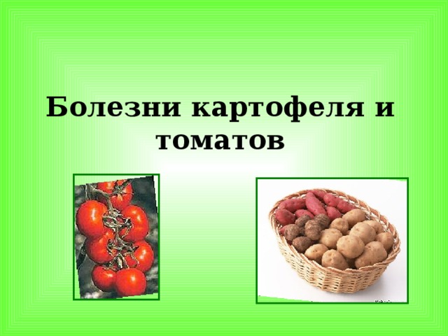 Болезни картофеля и томатов